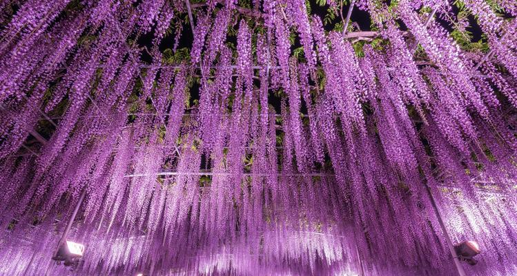 紫藤花之美与意义（探寻紫藤花的象征和文化内涵）