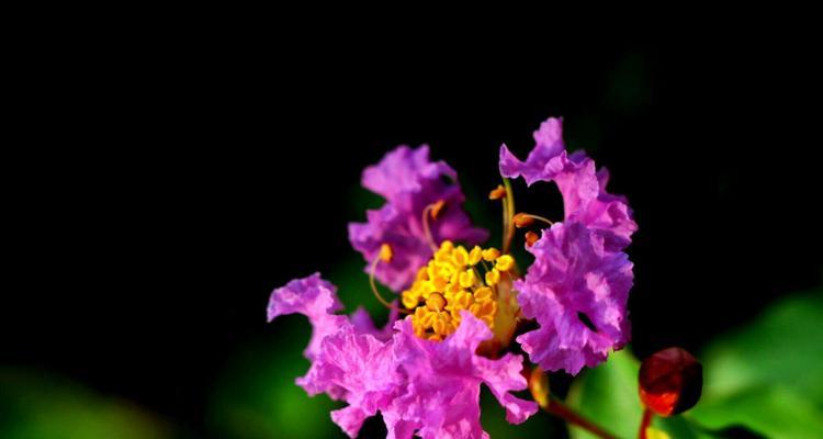 紫薇花的花语与传说（探索紫薇花的神秘与美丽）