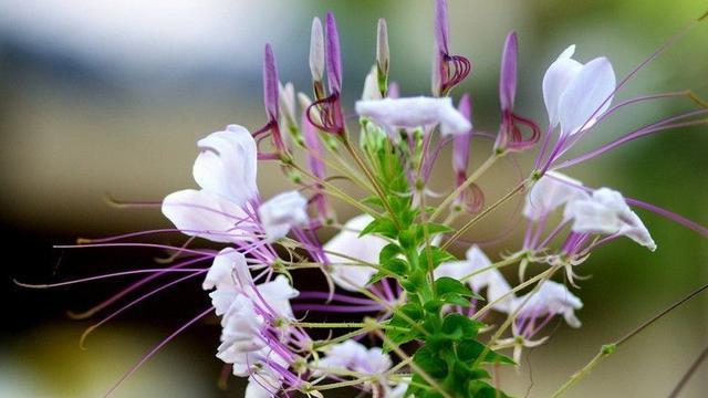 醉蝶花（探索醉蝶花的花语寓意和药用功效）