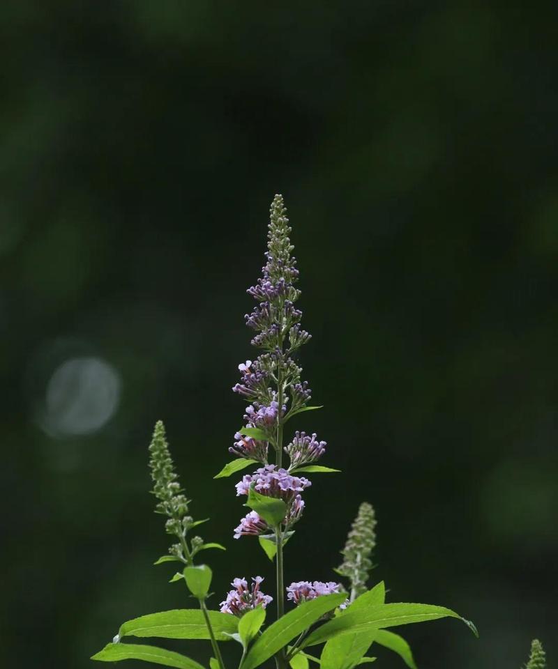 以醉鱼草的花语和文化背景（醉鱼草——花开如梦）