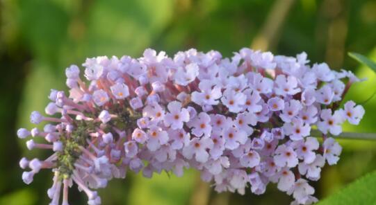 以醉鱼草的花语和文化背景（醉鱼草——花开如梦）