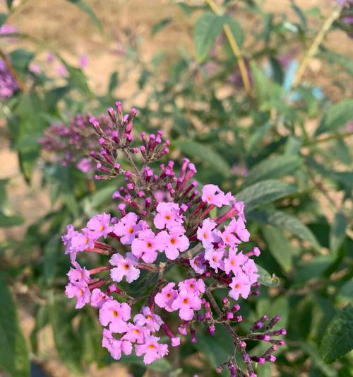 醉鱼草花语与美好心情（揭秘醉鱼草花语的深层含义）