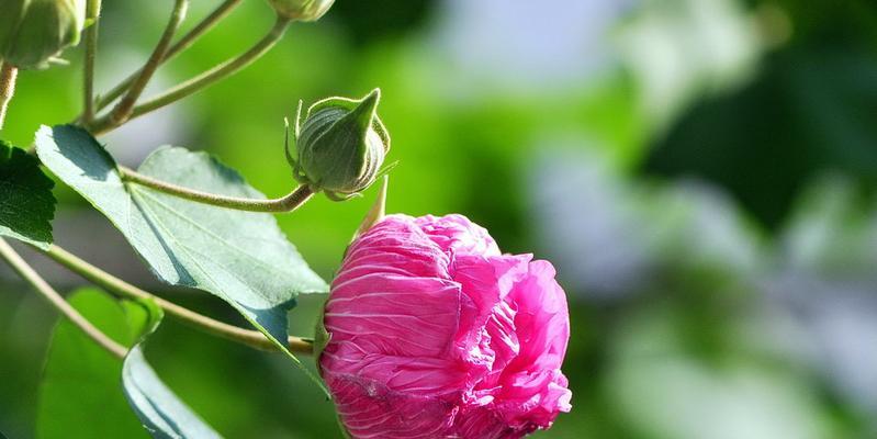 白芙蓉花的象征意义（探寻白芙蓉花的文化内涵）