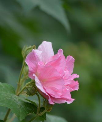 白芙蓉花的象征意义（探寻白芙蓉花的文化内涵）