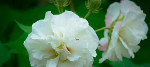 芙蓉花的意义与传说（探寻芙蓉花的美丽与神秘）