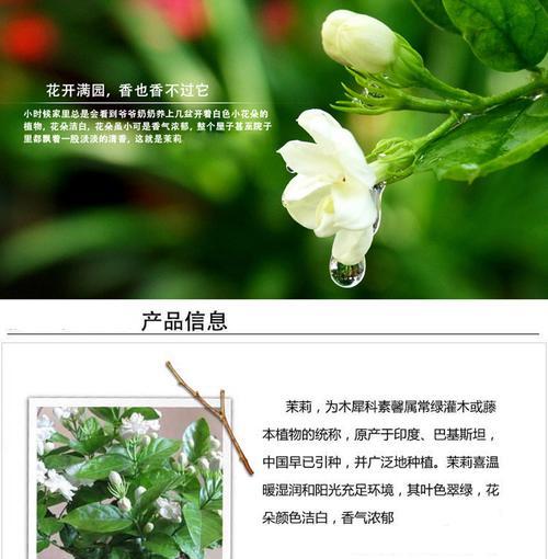 茉莉花（茉莉花的特征与文化意义）