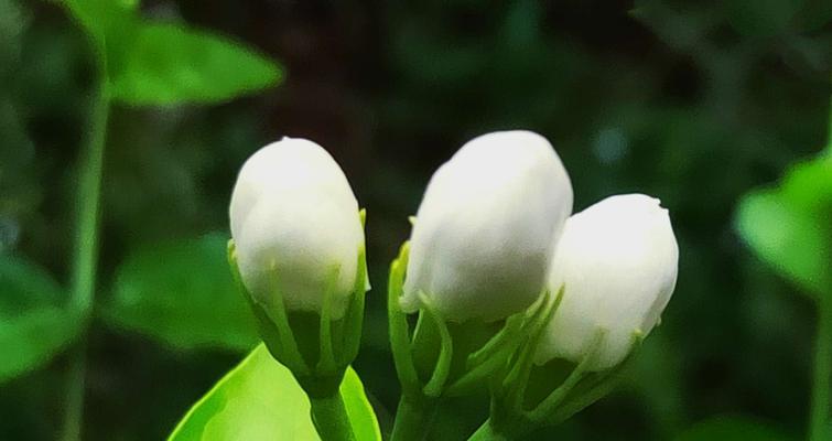 茉莉花的花语及赠送方式（用茉莉花传达心意｜茉莉花的寓意与象征｜如何合理赠送茉莉花）