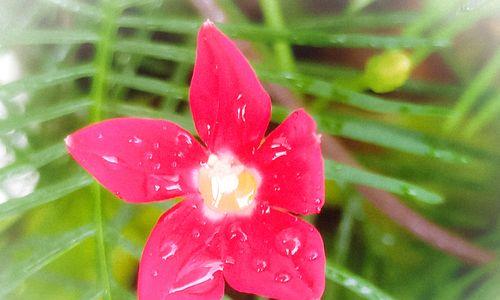 茑萝花语与寓意（茑萝花语与寓意）