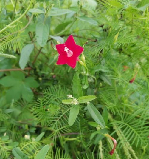 茑萝花语与寓意（茑萝花语与寓意）