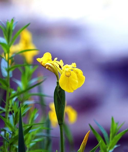 菖蒲花（揭开菖蒲花的神秘面纱｜源远流长的花语｜传承千年的传说）