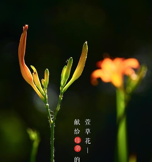 萱草花语与传说故事（传承千年的意蕴）