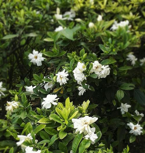 栀子花花语（传达感情）