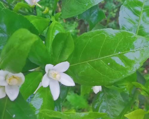 橘子花的象征意义（橘子花的美丽和寓意）