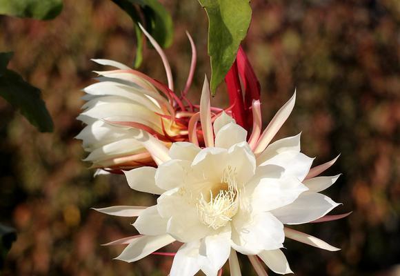 昙花代表什么生肖（探讨以昙花为象征的生肖和特质）