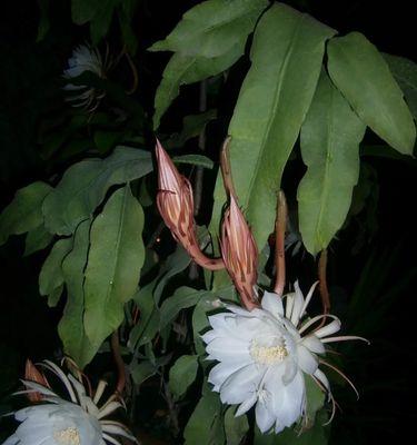 昙花的花语和象征意义（探寻昙花的沉默和坚韧——以昙花的花语和象征意义为主题）