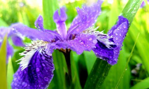 鸢尾花的花语之美——探寻花朵背后的意义（解码鸢尾花的花语与象征）