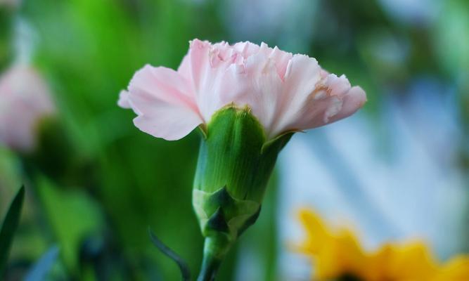 十朵康乃馨的花语之浪漫与真爱（康乃馨花语的奥秘及其象征意义）