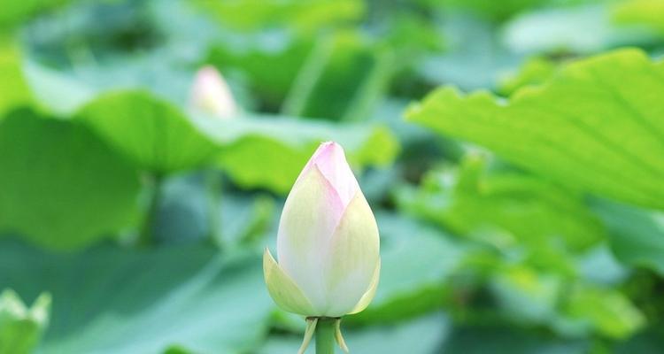 澳门市花——莲花的象征意义（探索澳门市花莲花背后的文化内涵）