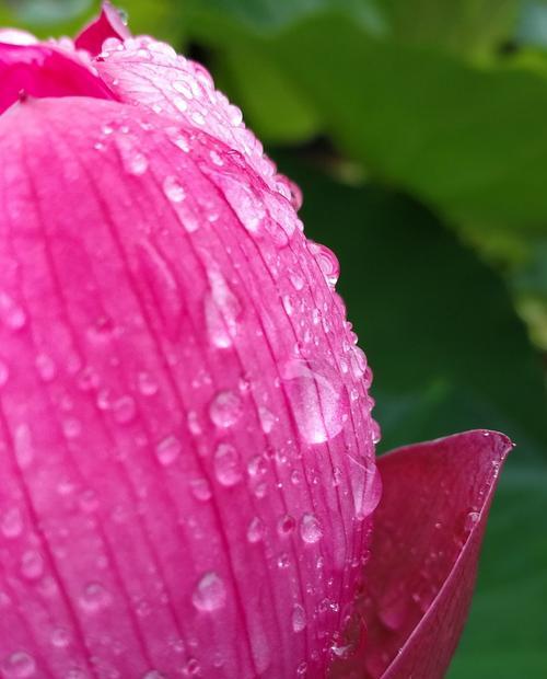 澳门市花——莲花的象征意义（探索澳门市花莲花背后的文化内涵）