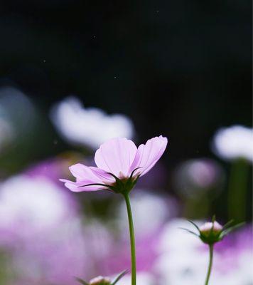 八瓣花的寓意与象征（揭开八瓣花背后的神秘面纱）