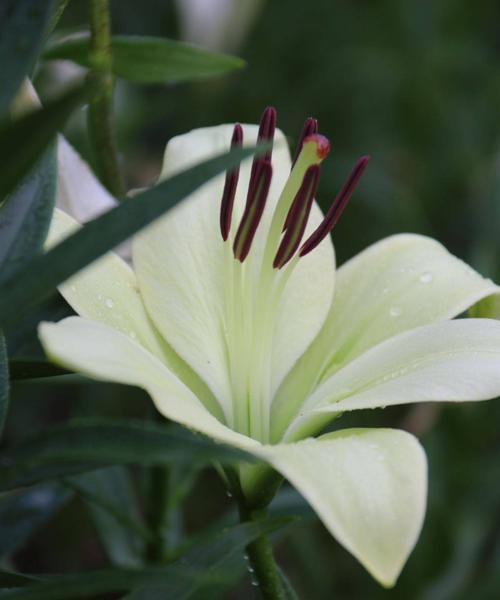 白百合花的花语与象征（探寻白百合花的深层意义）