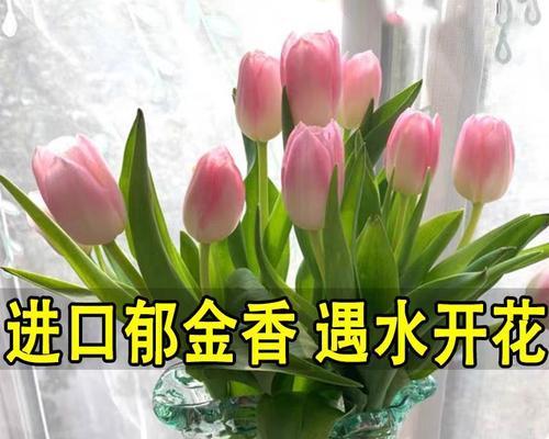 郁金香种球如何水培（水培郁金香养护小窍门）