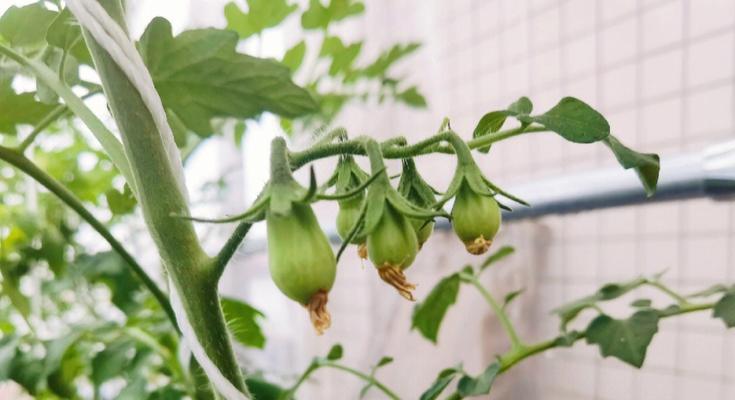 番茄结果期怎样浇水（番茄种植管理方法）