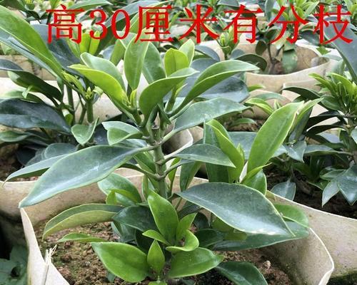 非洲茉莉如何修剪（非洲茉莉修剪方法图解）