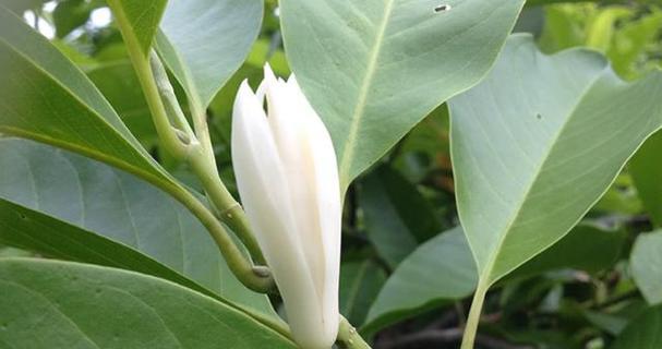 白兰花一年开几次花（有关白兰花开花时间）