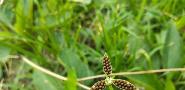 凤仙花传播种子的方法是什么（描述凤仙花的栽培妙招）