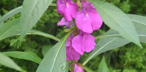 凤仙花传播种子的方法是什么（描述凤仙花的栽培妙招）