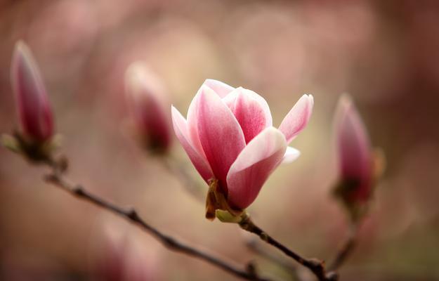 二乔玉兰什么时候开花（关于玉兰花的特点介绍）