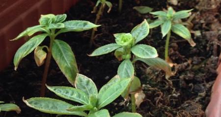 凤仙花的种子怎么种（凤仙花种子种植方法和时间）