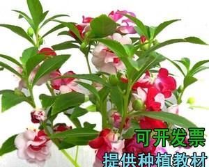 四季凤仙花怎么养殖（凤仙花的栽培技术）