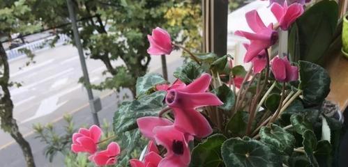 仙客来植物怎么养才好（养仙客来的注意事项）