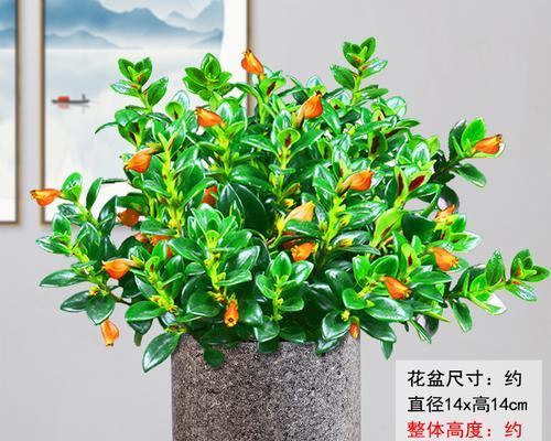 绿植盆栽要怎么养（养花知识大全）