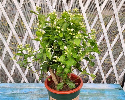 好养的花草植物有哪些（好养的5种花介绍）