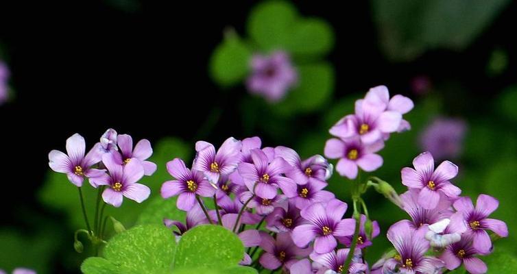 红花荀子怎么种植（红花荀子的养殖方法讲解）