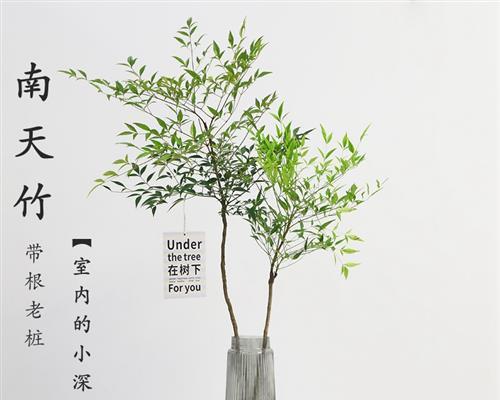 水培植物哪些比较好养（最适合水养的植物排名）