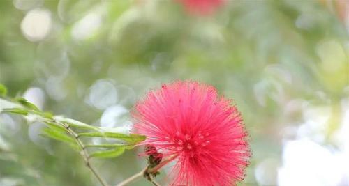 朱樱花的花语和寓意（了解朱樱花的含义）