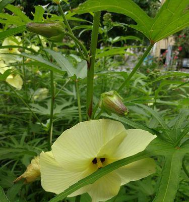 秋葵什么时候种植（秋葵的种植时间和方法）