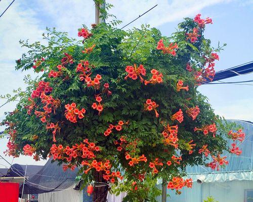 什么花4季都开花（详解杜鹃花开花时间）