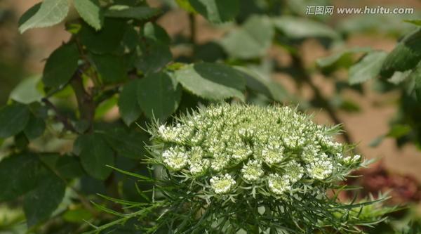 胡萝卜怎样种植（胡萝卜种植方法及时间）