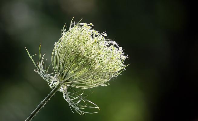 胡萝卜怎样种植（胡萝卜种植方法及时间）