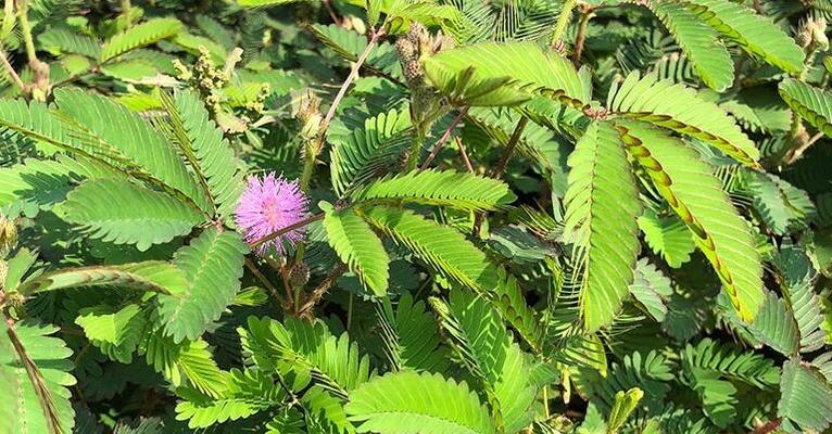 含羞草种子怎么种植（含羞草播种时间和方法）