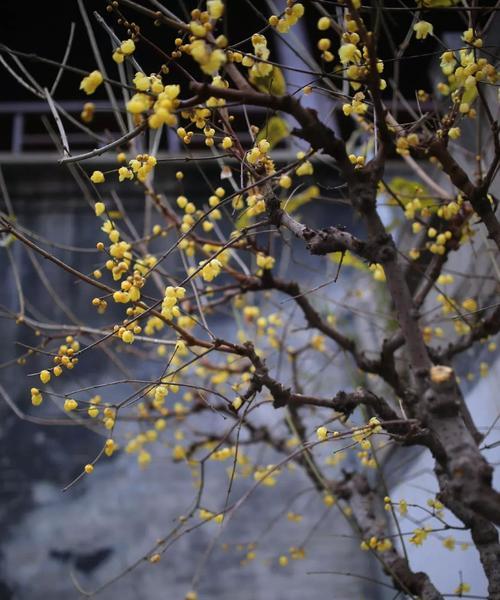 腊梅花语与象征（传递情感与祝福的优雅之选）