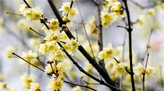 腊梅花的花语及其象征意义（揭示腊梅花花语的奥秘）