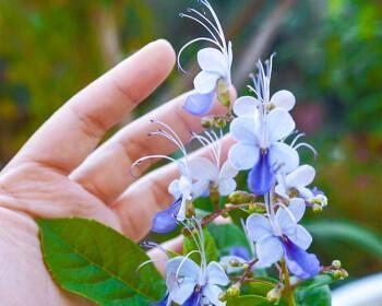 蓝蝴蝶花的花语与意义（用一种花语来传递心意）