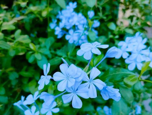 蓝花丹的花语与象征意义（探寻蓝花丹所代表的美丽和神秘）