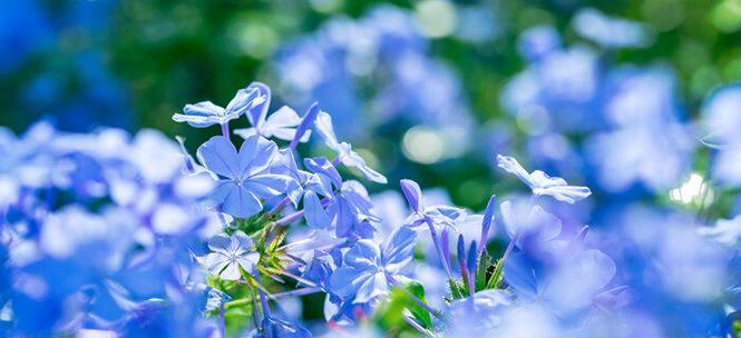 蓝花丹的花语与象征意义（探寻蓝花丹所代表的美丽和神秘）